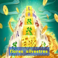 flores silvestres desbravadores desbravadores 25 flores silvestres e seus nomes