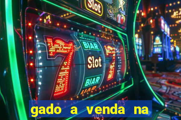 gado a venda na bahia olx