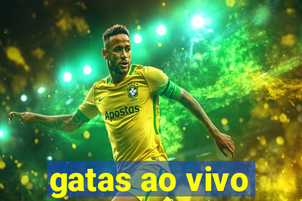 gatas ao vivo