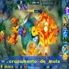 cruzamento de mula com cavalo
